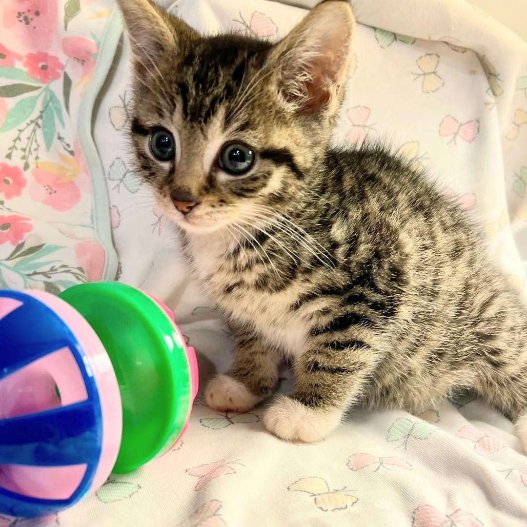 Trudy, adopted, Kitten Female American Shorthair.