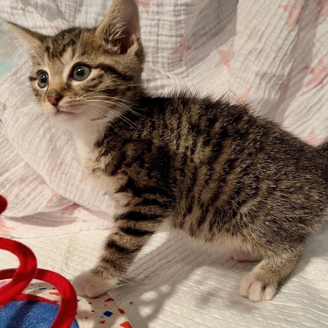 Enlarge Trudy, an adopted American Shorthair in Staten Island, NY image 2/5