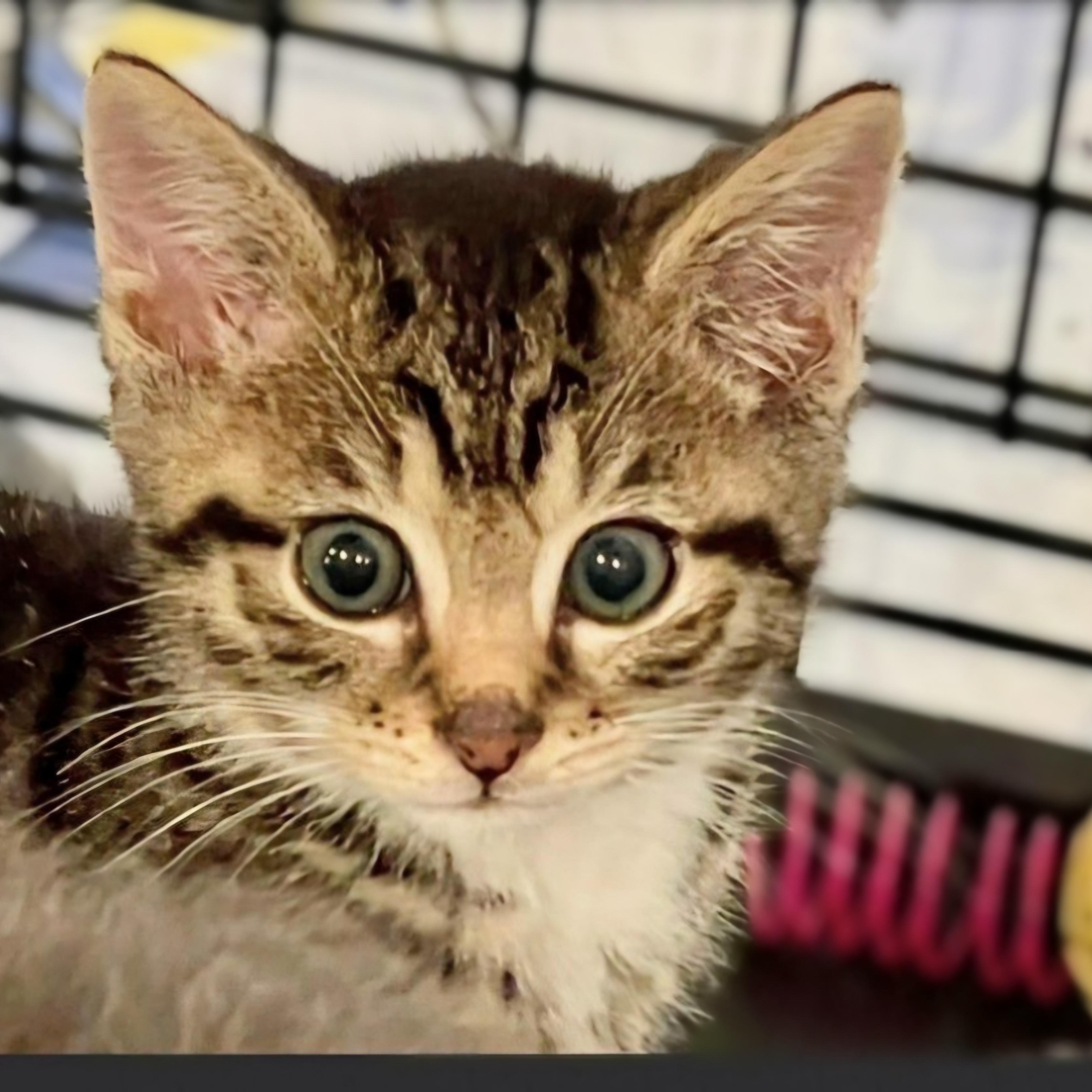 Enlarge Trudy, an adopted American Shorthair in Staten Island, NY image 4/5