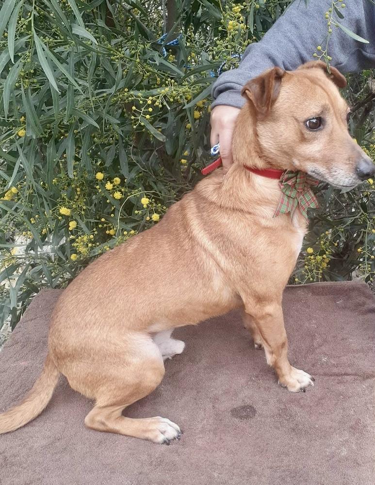 Enlarge Flavor, a Adoptable Chihuahua in Escondido, CA image 1/5