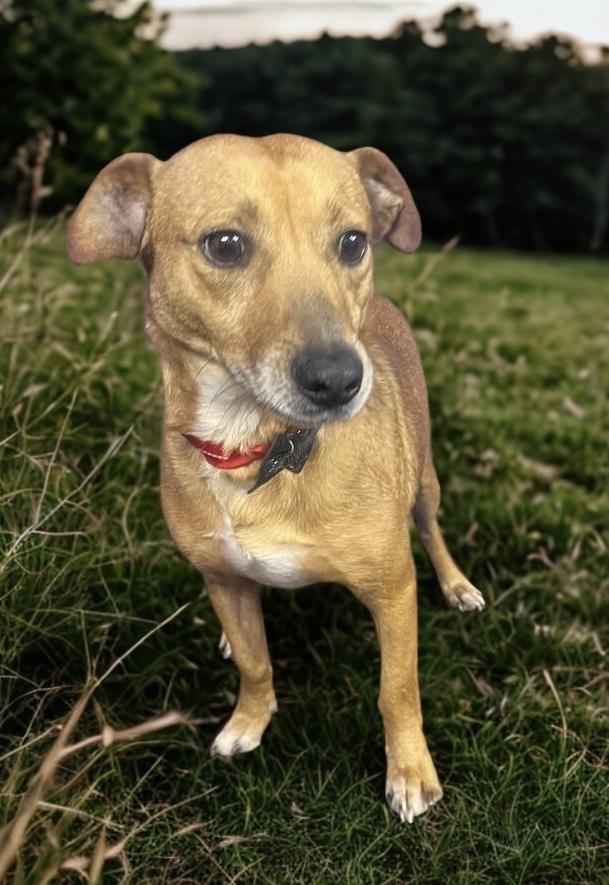 Enlarge Flavor, a Adoptable Chihuahua in Escondido, CA image 2/5