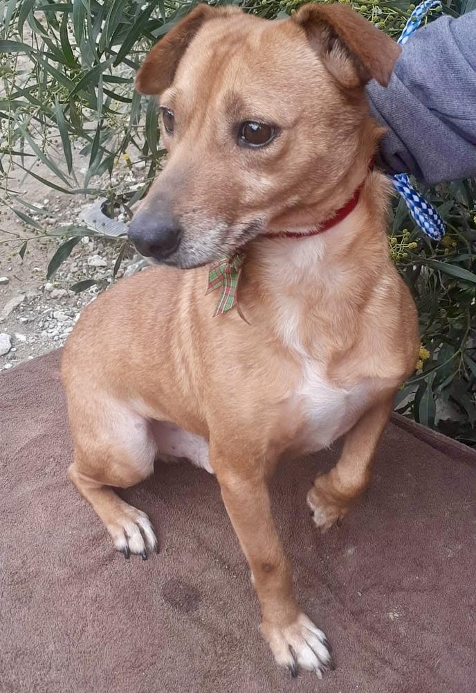 Enlarge Flavor, a Adoptable Chihuahua in Escondido, CA image 3/5