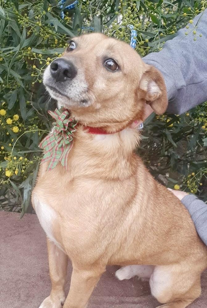 Enlarge Flavor, a Adoptable Chihuahua in Escondido, CA image 4/5