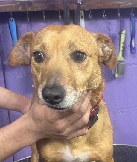 Enlarge Flavor, a Adoptable Chihuahua in Escondido, CA image 5/5