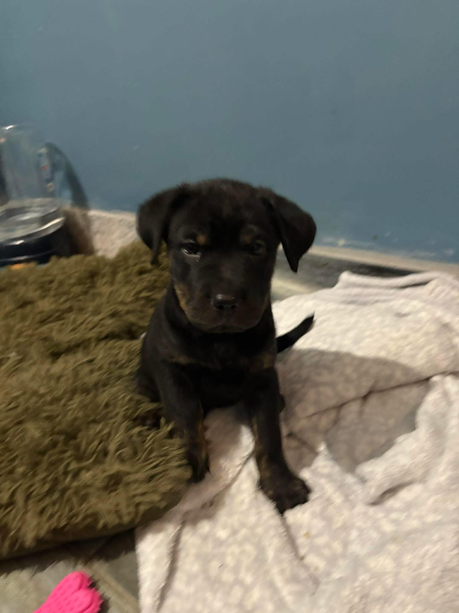 Baloo, Adoptable, Puppy Female Terrier.