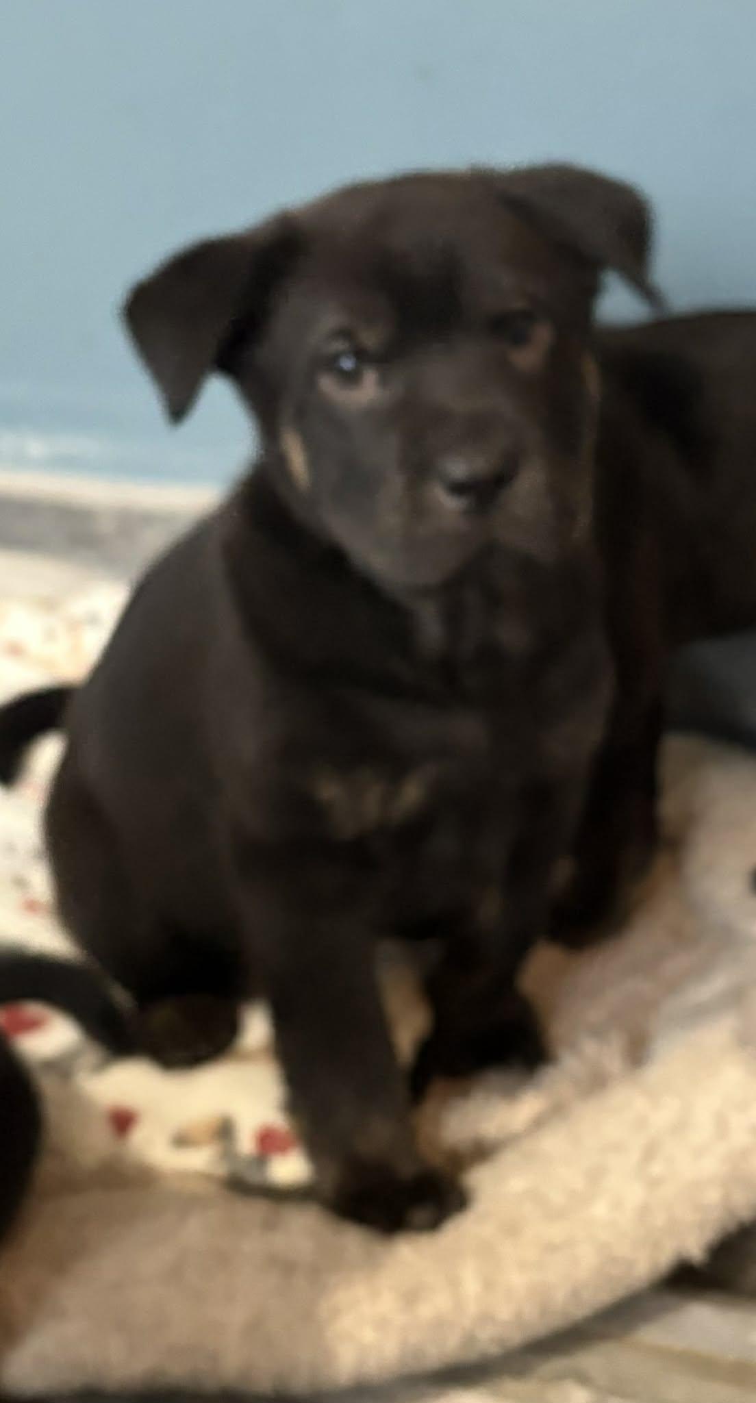 Enlarge Baloo, a Adoptable mixed breed in Berlin, NJ image 2/2