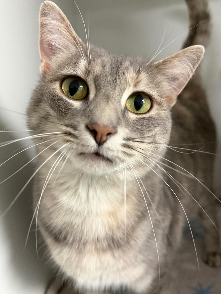 Emma, Adoptable, Adult Female Domestic Short Hair.