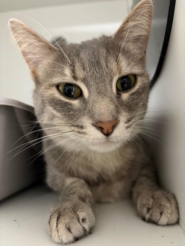 Emma, a Adoptable mixed breed in Huntington, IN image 1/2