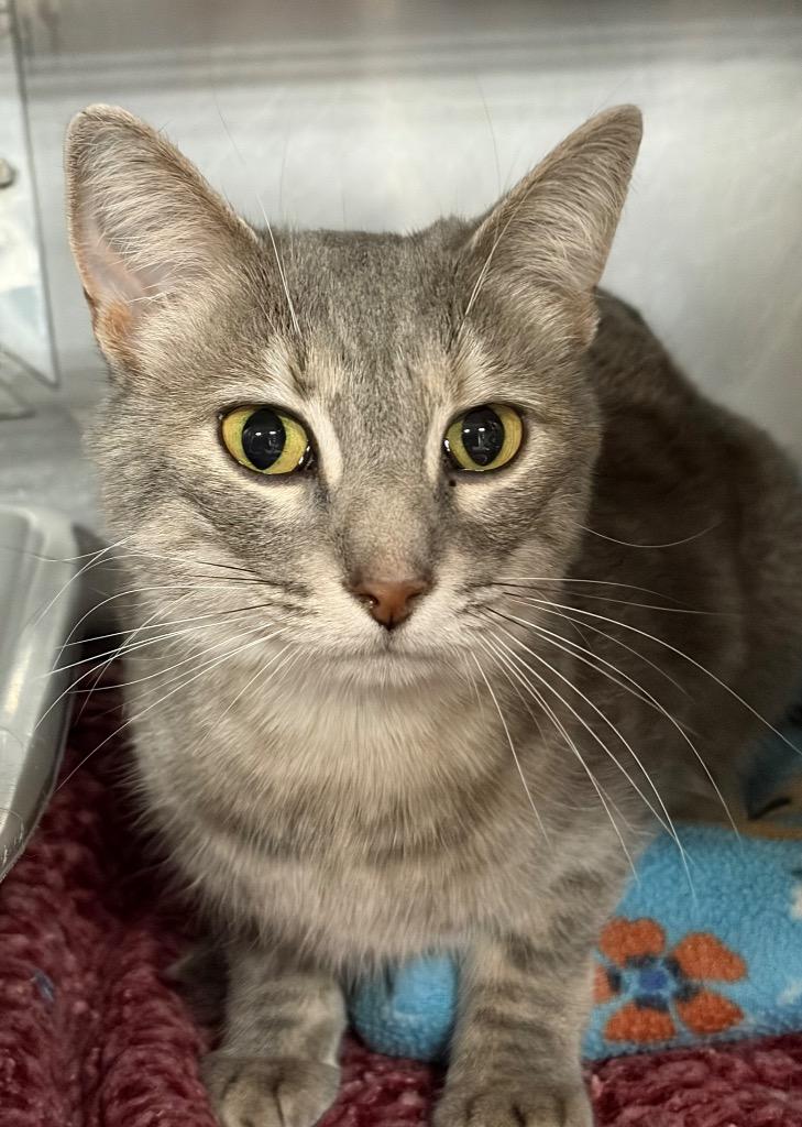 Emma, a Adoptable mixed breed in Huntington, IN image 2/2