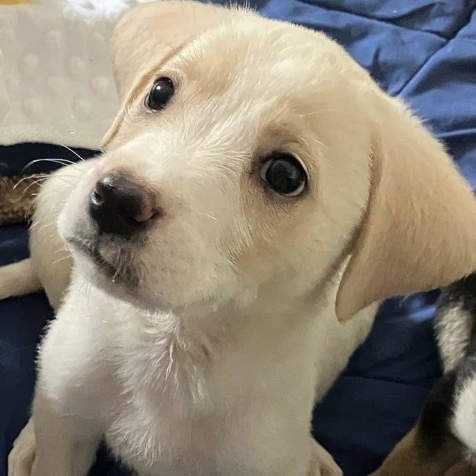 Enlarge Mowgli, a Adoptable mixed breed in Rochester, NY image 1/2