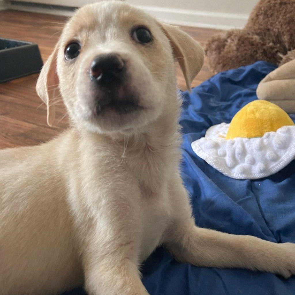 Enlarge Mowgli, a Adoptable mixed breed in Rochester, NY image 2/2