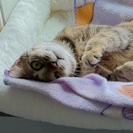 Enlarge Sunni, a Adoptable Domestic Short Hair in TITUSVILLE, FL image 1/6