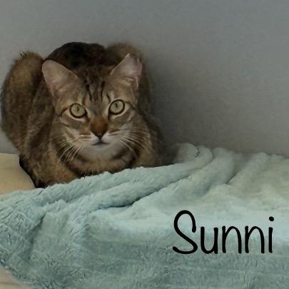 Enlarge Sunni, a Adoptable Domestic Short Hair in TITUSVILLE, FL image 2/6