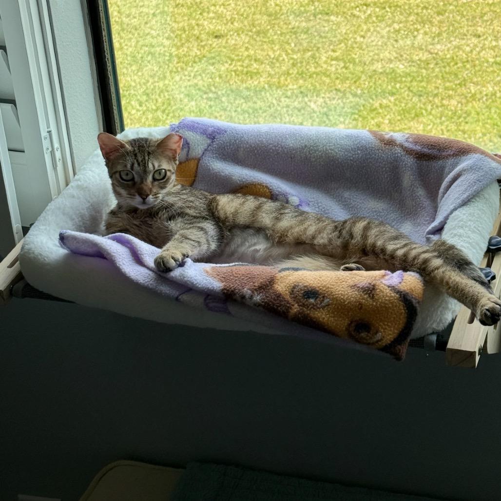 Enlarge Sunni, a Adoptable Domestic Short Hair in TITUSVILLE, FL image 3/6