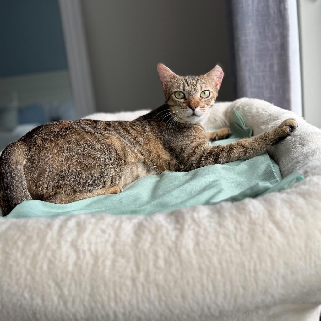 Enlarge Sunni, a Adoptable Domestic Short Hair in TITUSVILLE, FL image 4/6