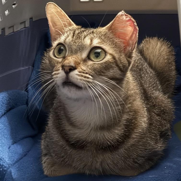 Enlarge Sunni, a Adoptable Domestic Short Hair in TITUSVILLE, FL image 5/6