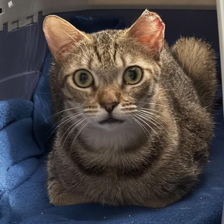 Enlarge Sunni, a Adoptable Domestic Short Hair in TITUSVILLE, FL image 6/6