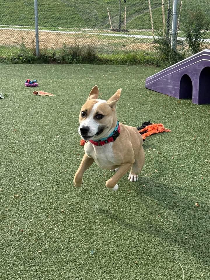 Enlarge Kalabar, a Adoptable mixed breed in Cleveland, OH image 3/5