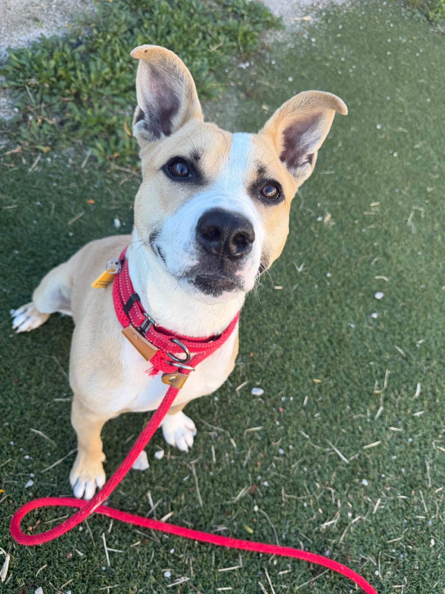 Enlarge Kalabar, a Adoptable mixed breed in Cleveland, OH image 4/5