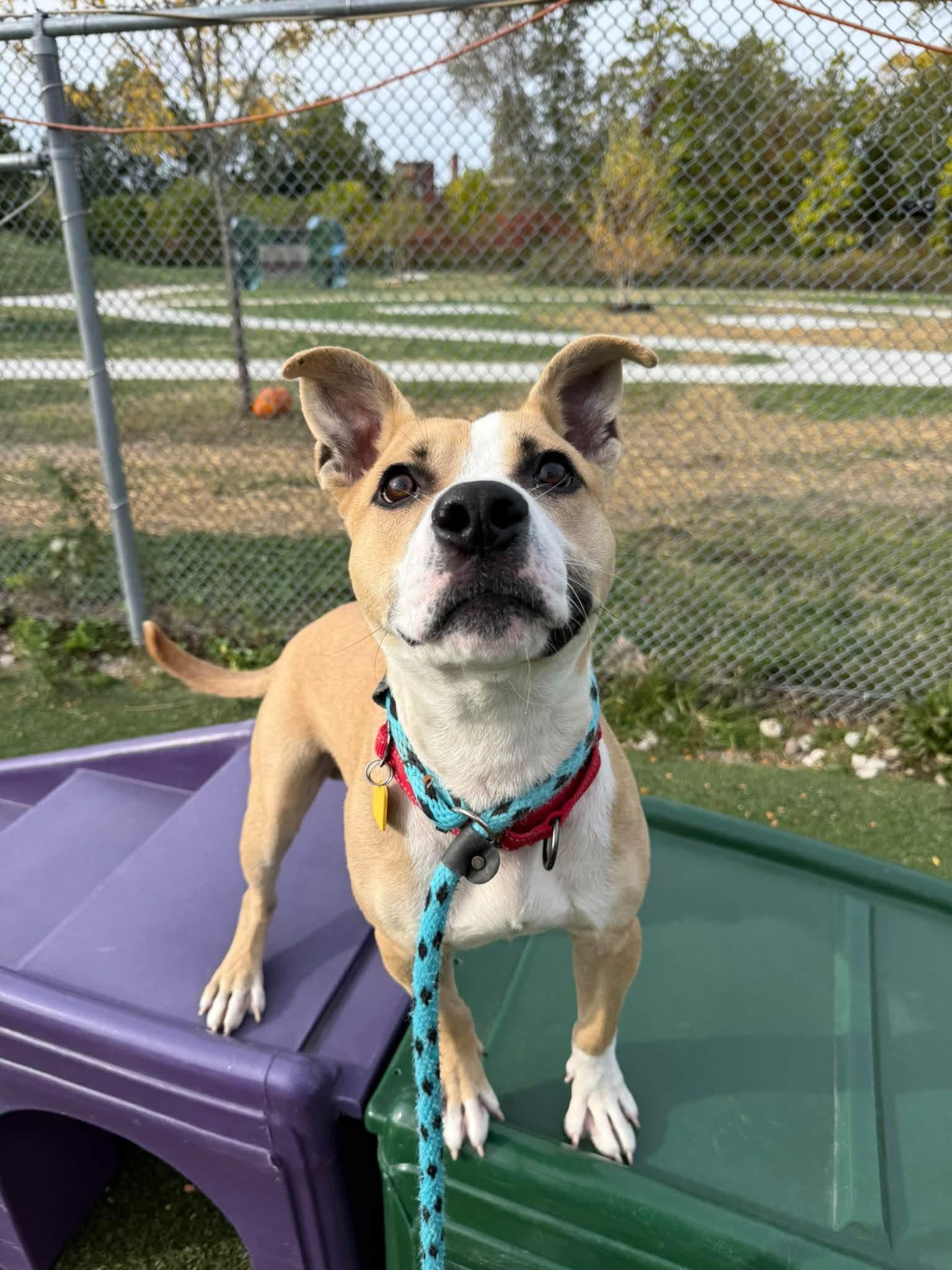 Kalabar, Adoptable, Puppy Male Carolina Dog.