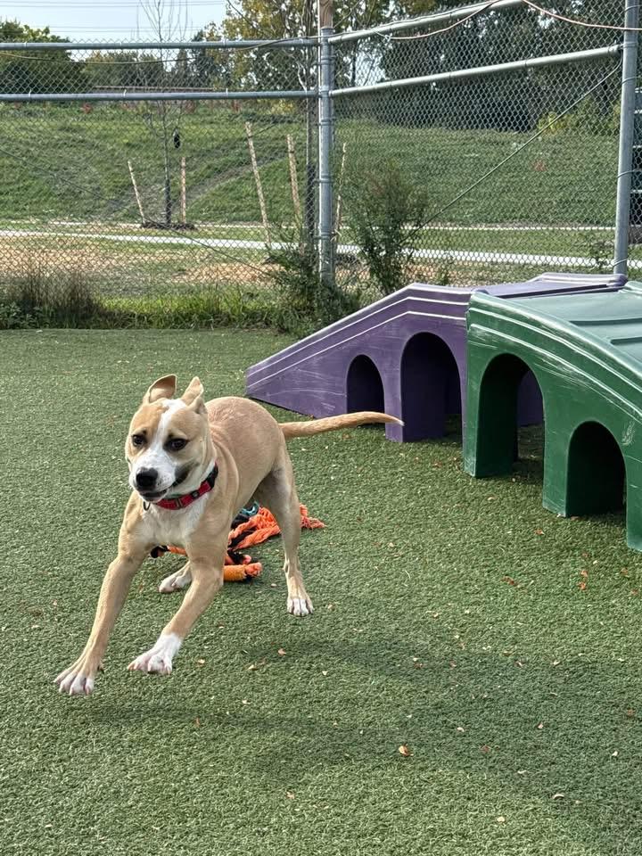 Enlarge Kalabar, a Adoptable mixed breed in Cleveland, OH image 2/5