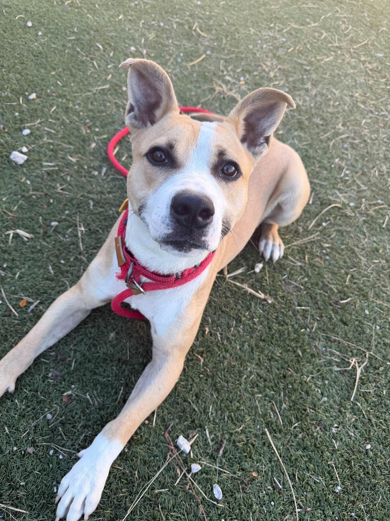 Enlarge Kalabar, a Adoptable mixed breed in Cleveland, OH image 5/5