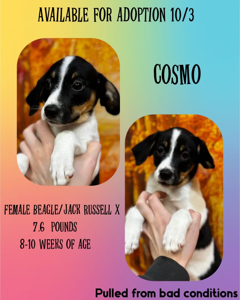 Dog for adoption Cosmo, a Beagle & Jack Russell Terrier Mix in