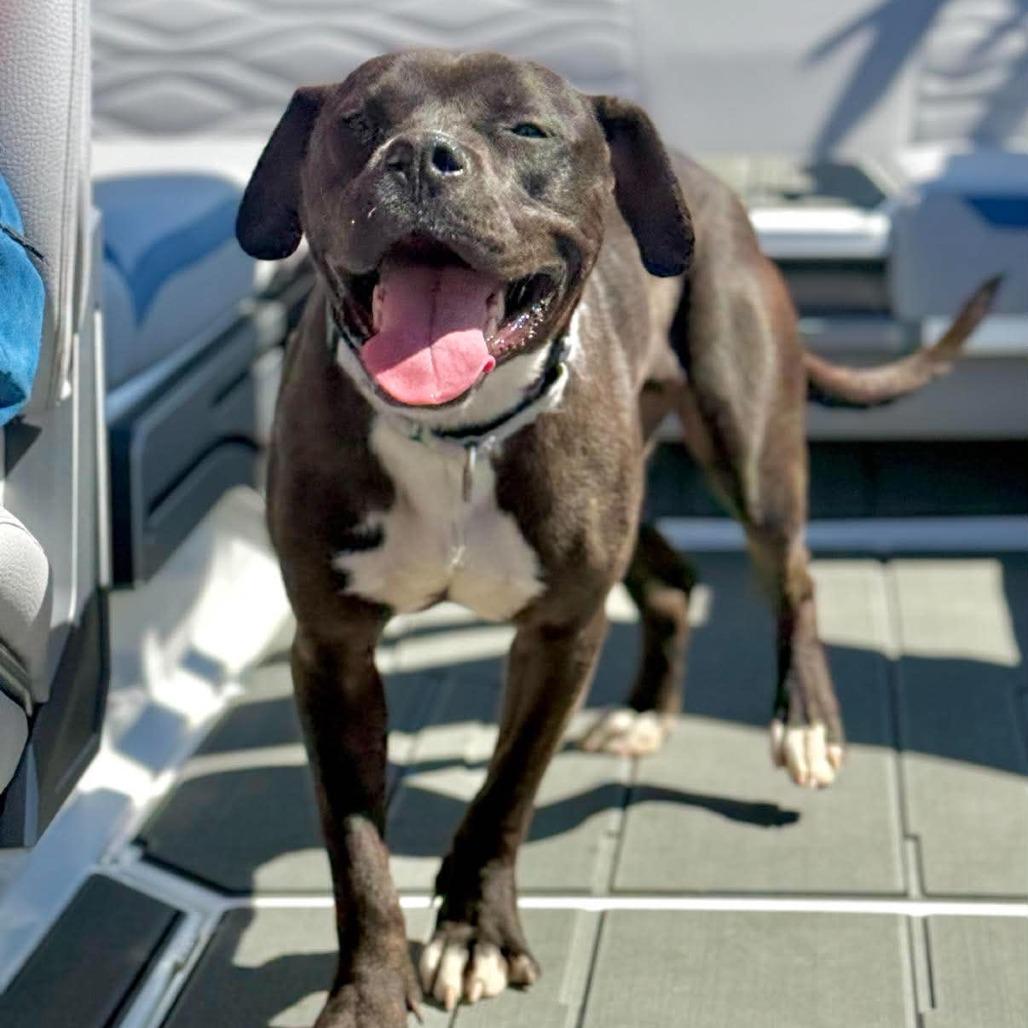 Bobby FC, Adoptable, Young Male Mixed Breed.