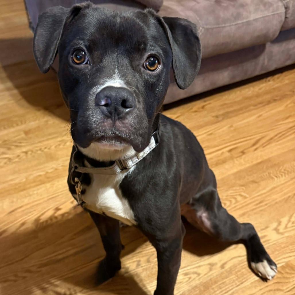 Enlarge Bobby FC, a Adoptable Mixed Breed in Union, MO image 1/6