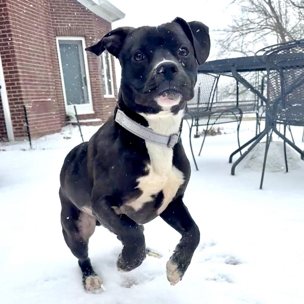 Enlarge Bobby FC, a Adoptable Mixed Breed in Union, MO image 2/6