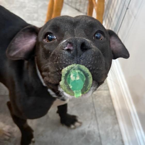 Enlarge Bobby FC, a Adoptable Mixed Breed in Union, MO image 3/6