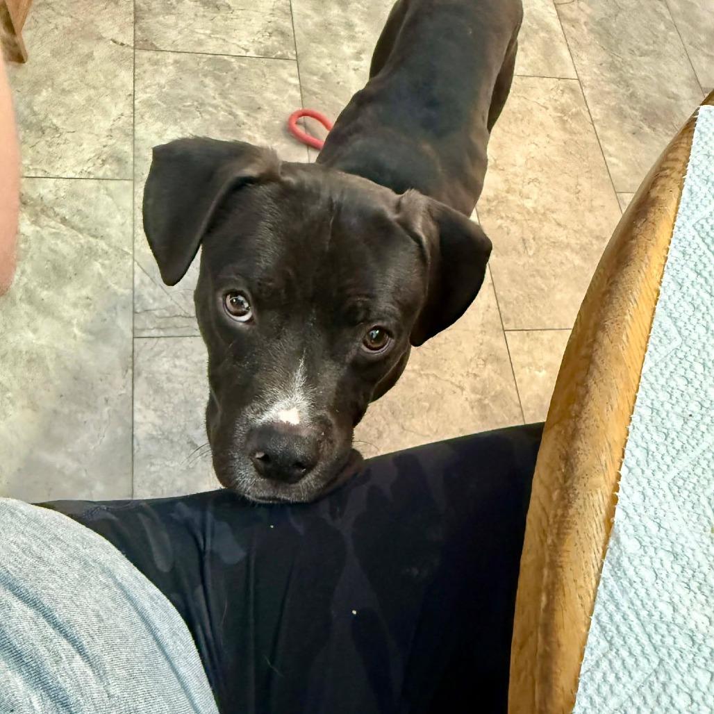 Enlarge Bobby FC, a Adoptable Mixed Breed in Union, MO image 4/6