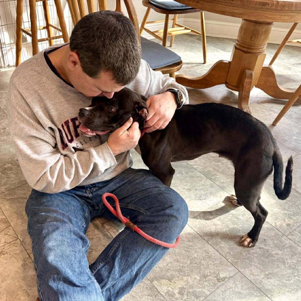 Enlarge Bobby FC, a Adoptable Mixed Breed in Union, MO image 5/6