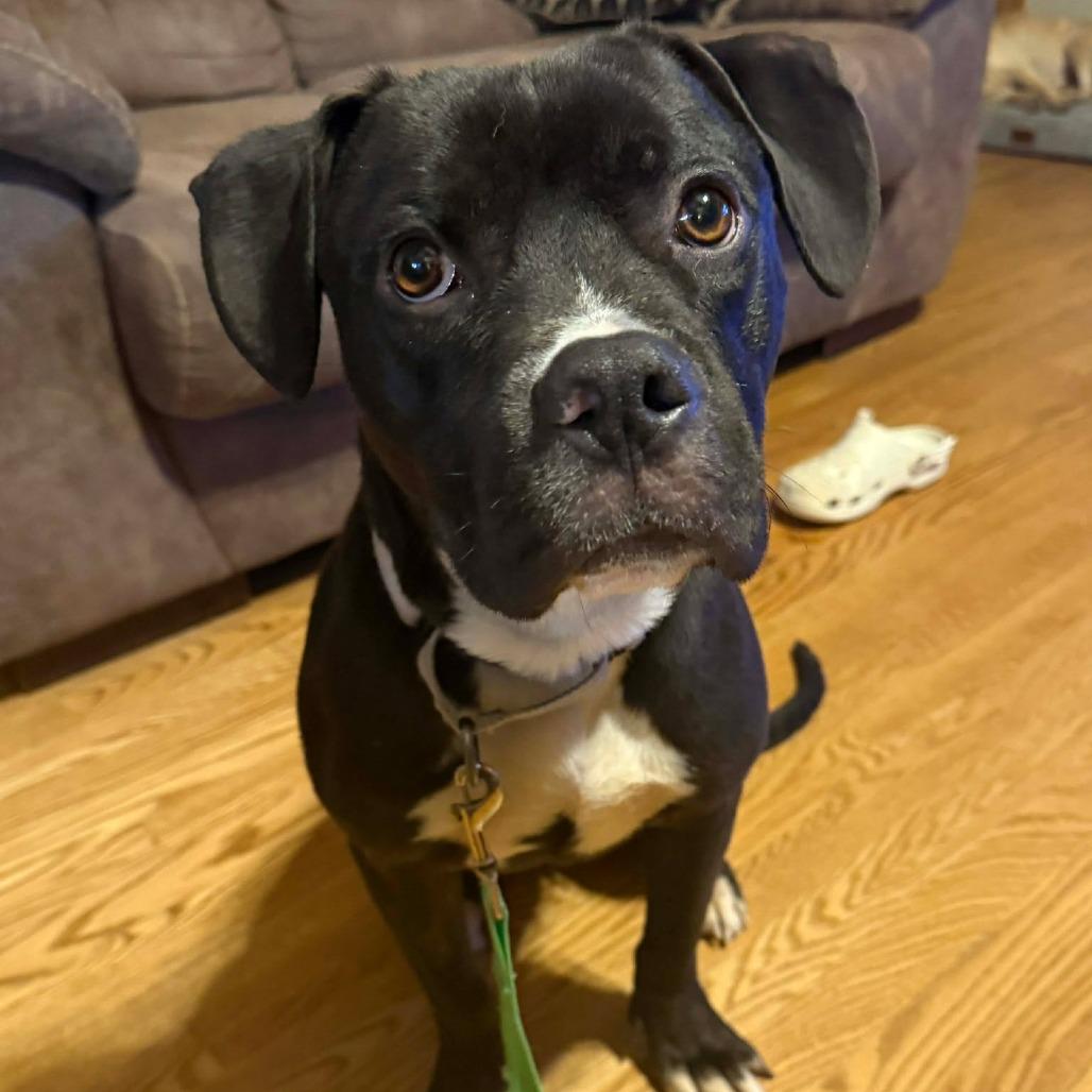 Enlarge Bobby FC, a Adoptable Mixed Breed in Union, MO image 6/6