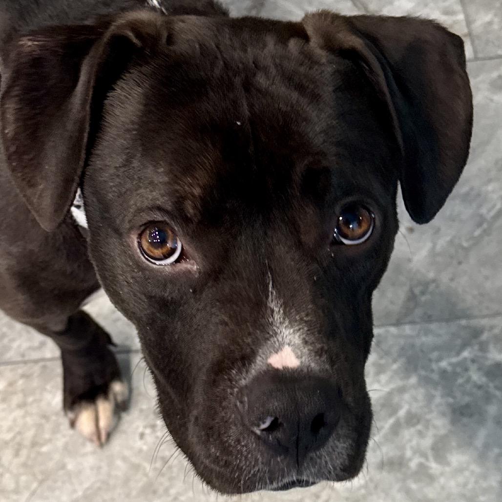 Enlarge Bobby FC, a Adoptable Mixed Breed in Union, MO image 6/6