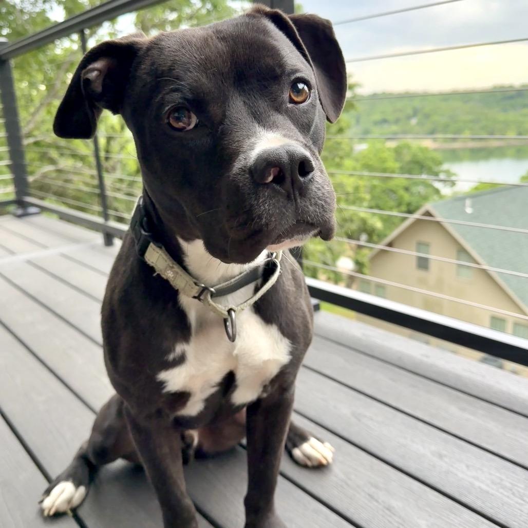Enlarge Bobby FC, a Adoptable Mixed Breed in Union, MO image 5/6