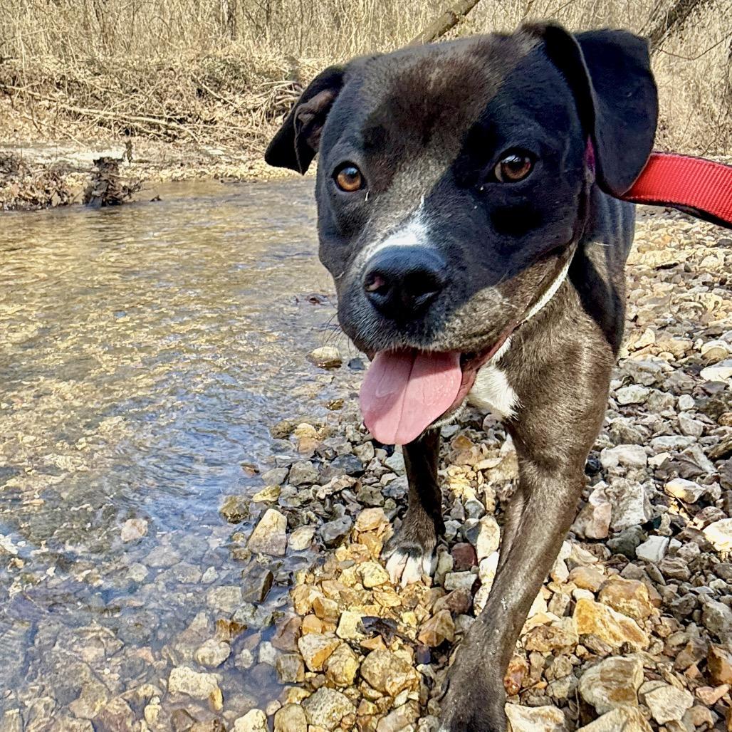 Enlarge Bobby FC, a Adoptable Mixed Breed in Union, MO image 6/6