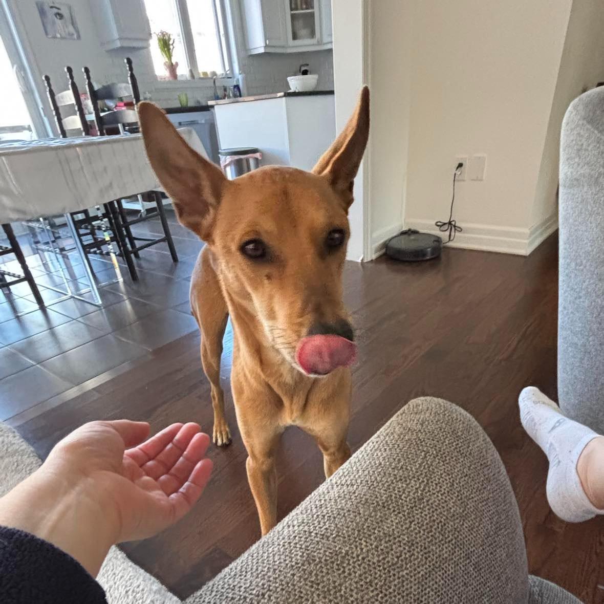 Enlarge Ollie, a Adoptable mixed breed in Scarborough, ON image 1/6