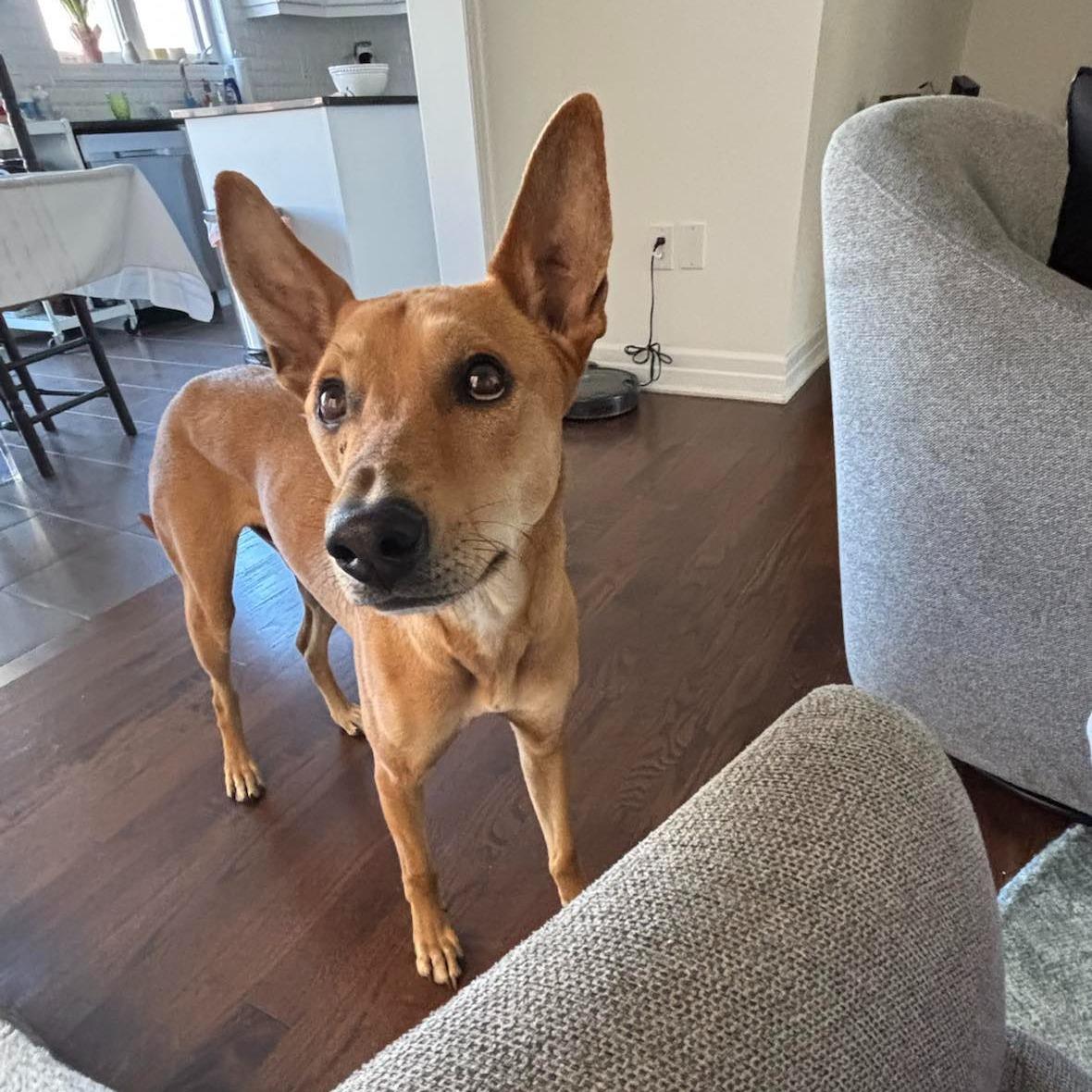 Enlarge Ollie, a Adoptable mixed breed in Scarborough, ON image 2/6