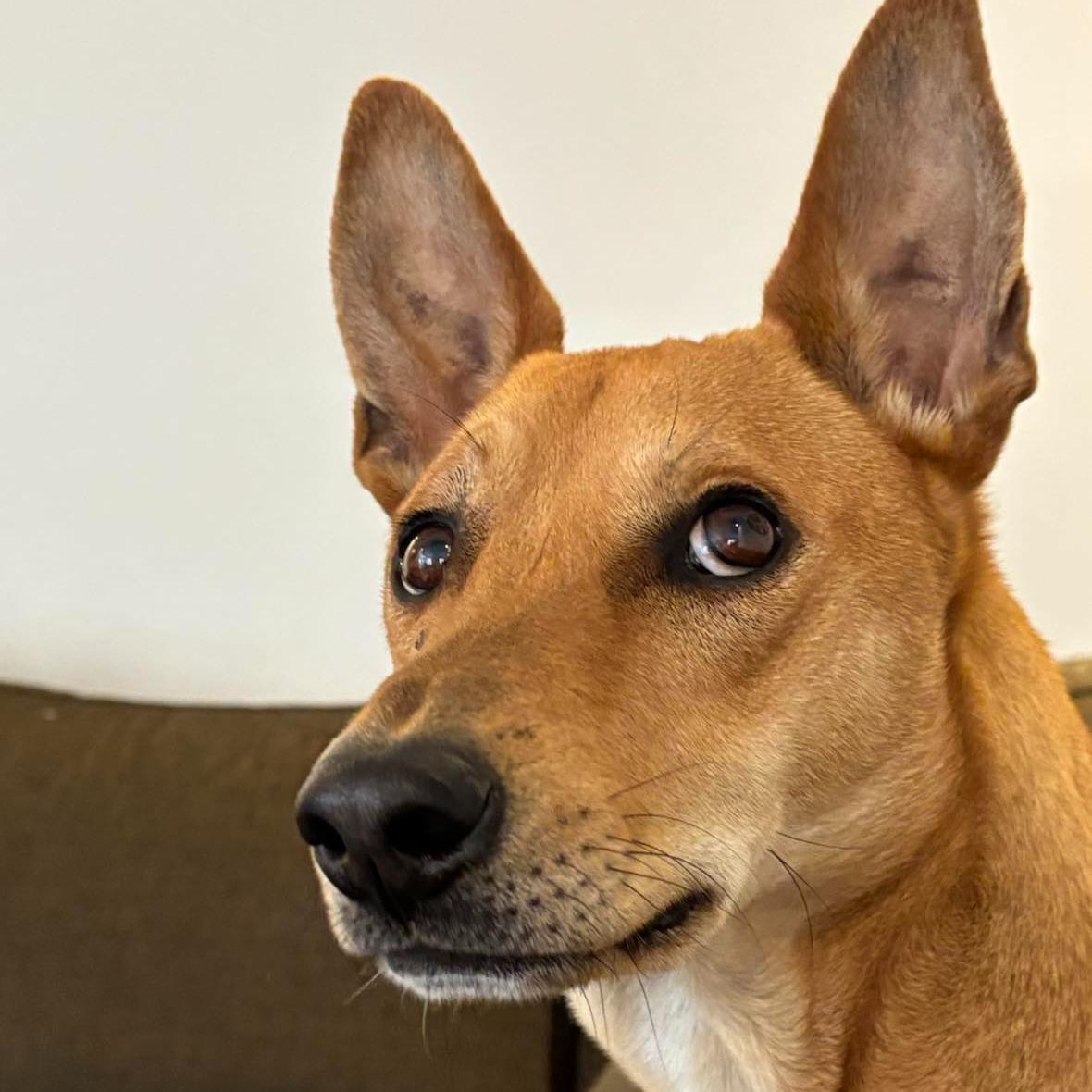 Enlarge Ollie, a Adoptable mixed breed in Scarborough, ON image 3/6