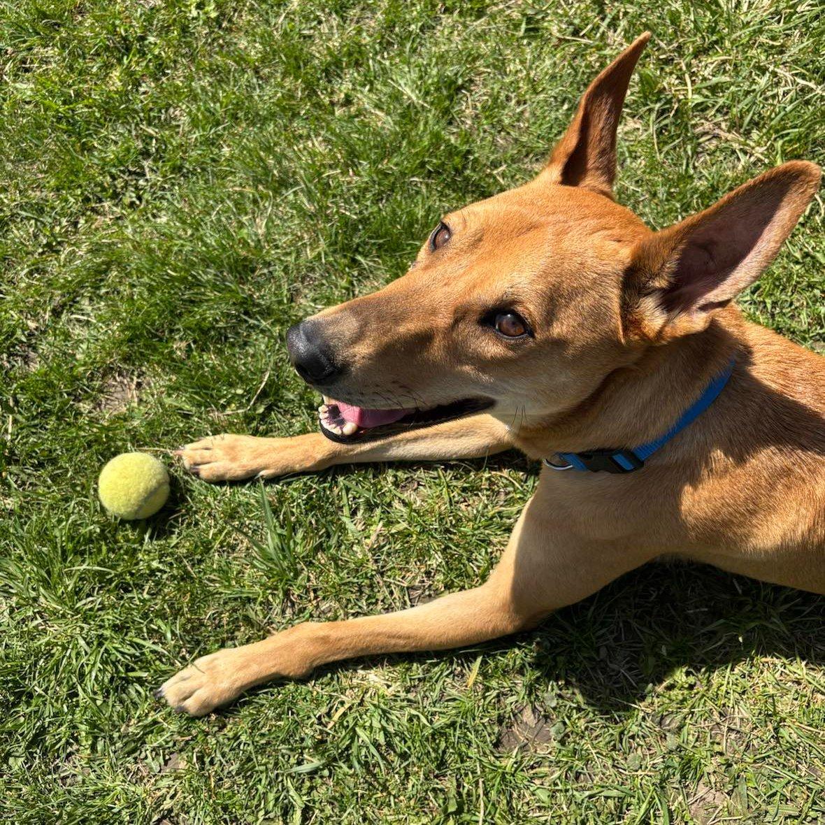Enlarge Ollie, a Adoptable mixed breed in Scarborough, ON image 4/6