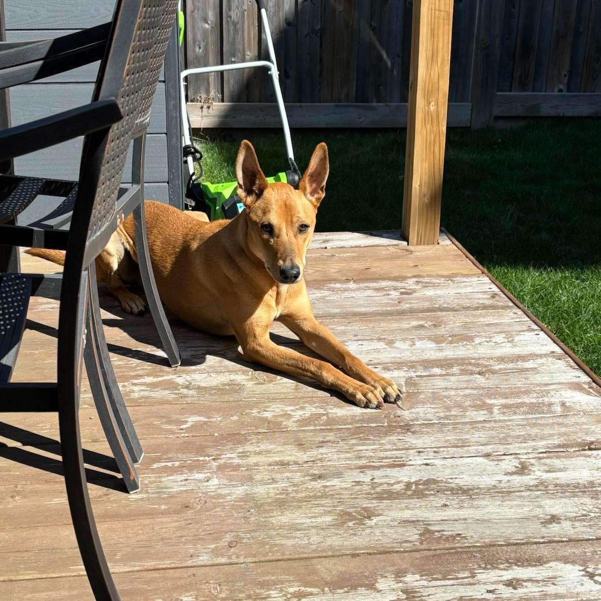 Enlarge Ollie, a Adoptable mixed breed in Scarborough, ON image 5/6