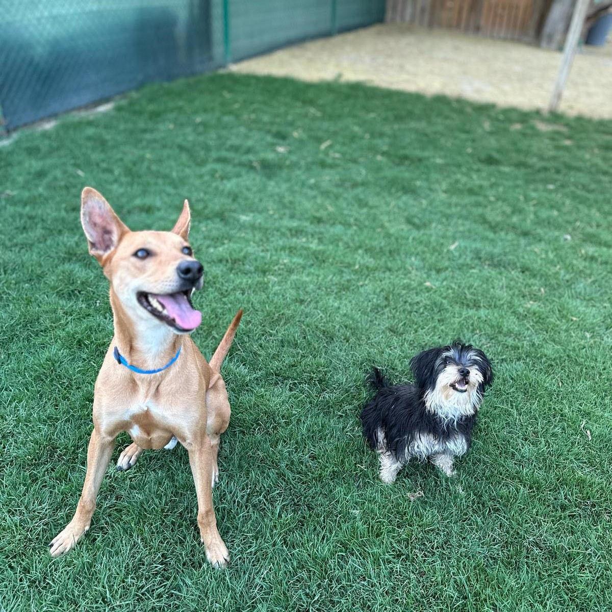 Enlarge Ollie, a Adoptable mixed breed in Scarborough, ON image 6/6