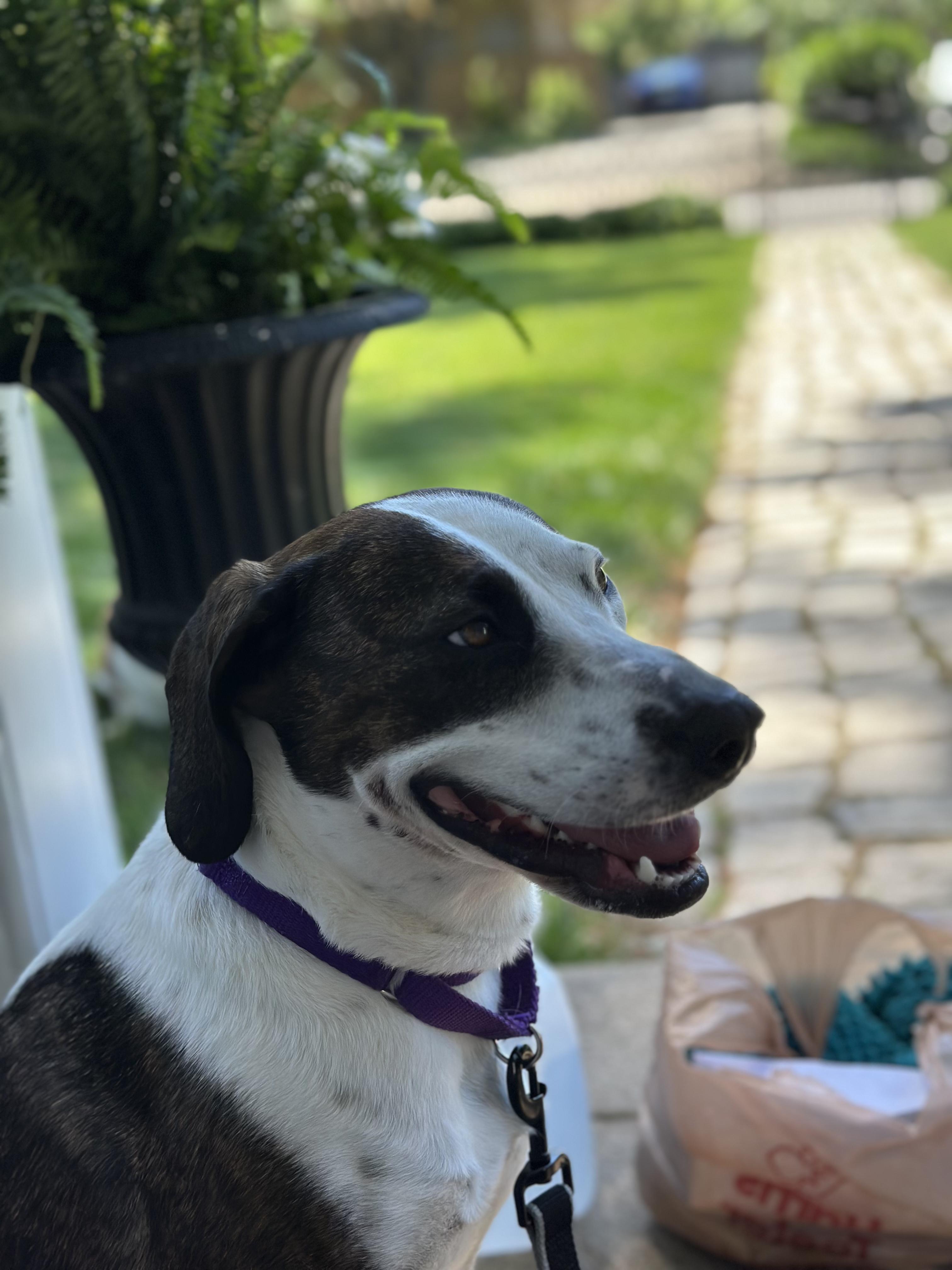 Archie, a Adopted mixed breed in Fort Washington, MD image 2/4