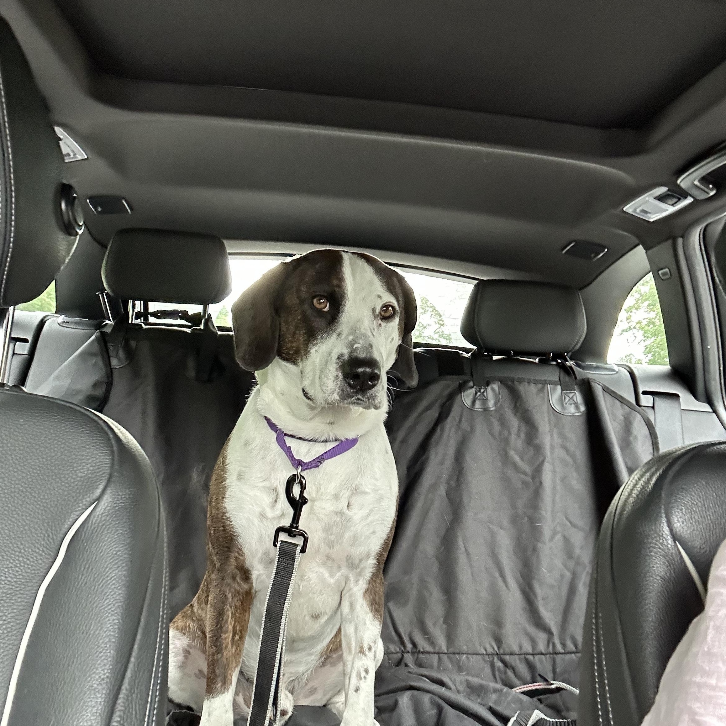 Archie, a Adopted mixed breed in Fort Washington, MD image 3/4