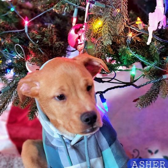 Enlarge Asher, a Adoptable mixed breed in Beatrice, NE image 3/5