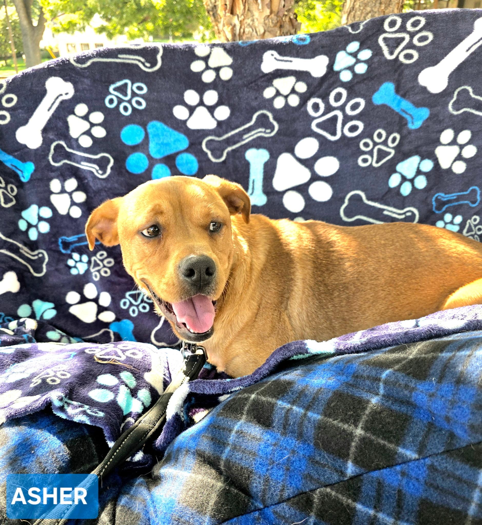Enlarge Asher, a Adoptable mixed breed in Beatrice, NE image 1/5