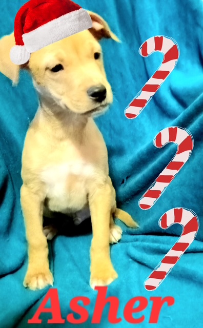 Enlarge Asher, a Adoptable mixed breed in Beatrice, NE image 5/5