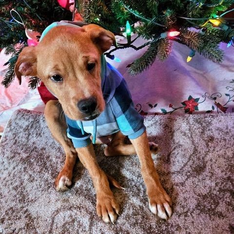 Enlarge Asher, a Adoptable mixed breed in Beatrice, NE image 4/5