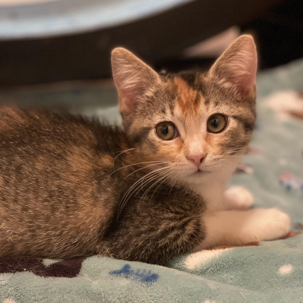 Cricket, Adoptable, Kitten Female Domestic Short Hair.